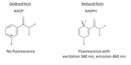 Fluorescence properties of the cofactor