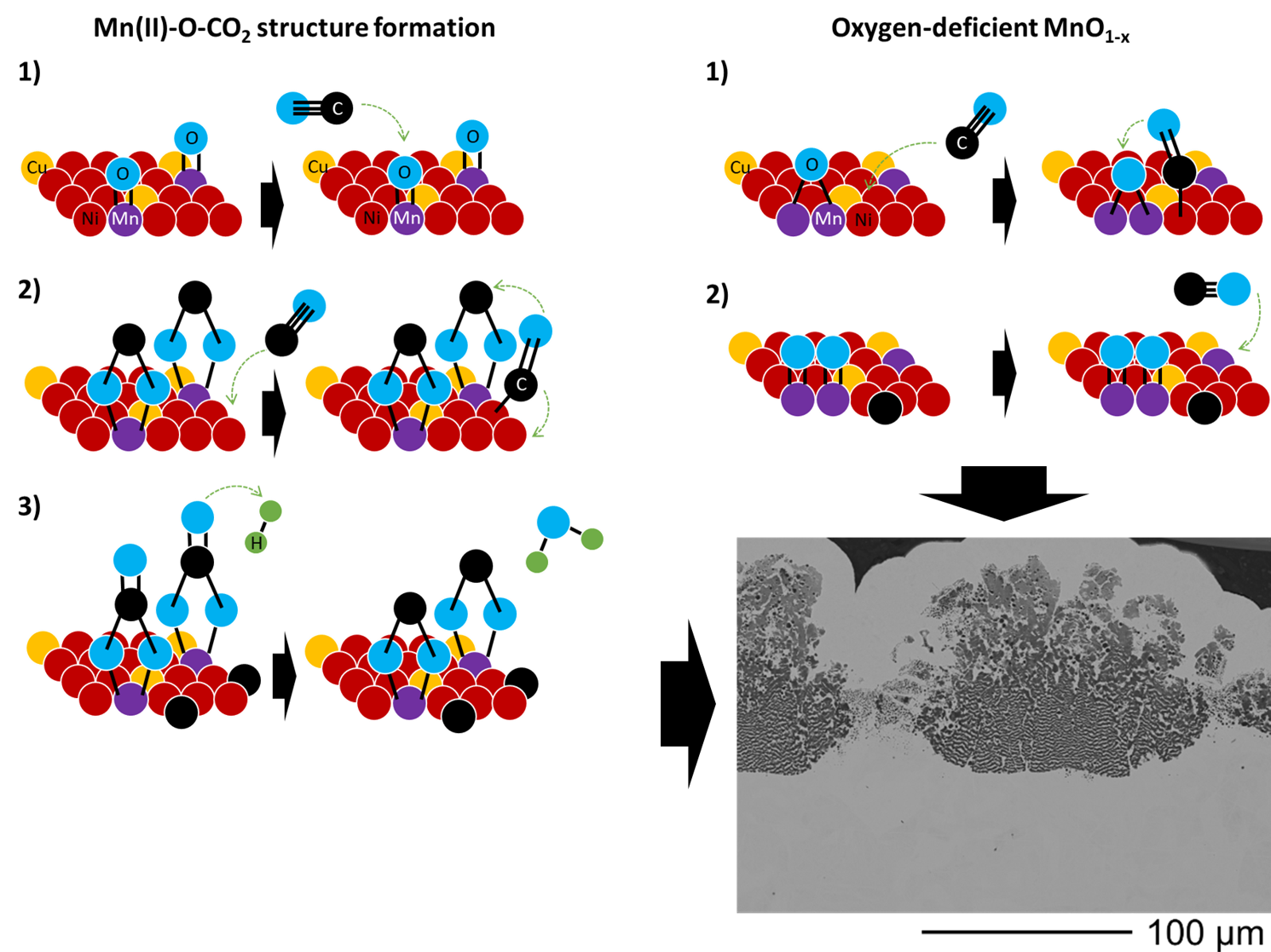 white2025_graphical abstract white2025_graphical abstract