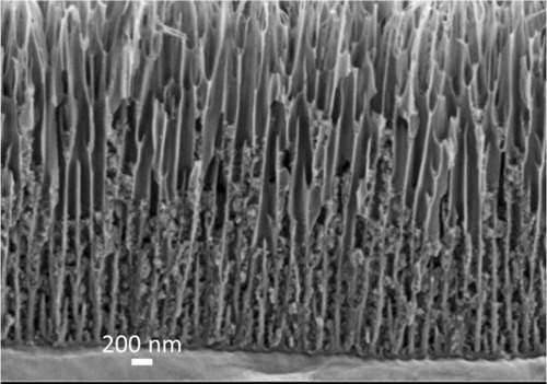 Schneider2022 Schneider2022